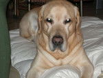 Labrador - Sammy ... au réveil - Labrador Retriever