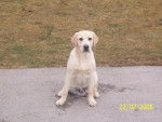 labrador casper - Labrador Retriever