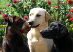 3Labrador se faisant des léchoulles - Labrador Retriever