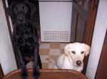 labrador dragonne et baghera - Labrador Retriever