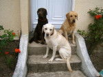 labrador Oda Siana et Alphée - Labrador Retriever