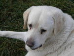 labrador Ouragan - Labrador Retriever