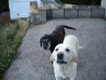 labrador ouragan et Brenda - Labrador Retriever