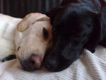labrador dragonne et baghera - Labrador Retriever