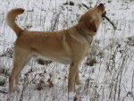 LABRADOR ARGON dit ALF - Labrador Retriever