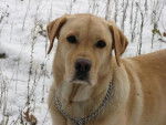 LABRADOR ARGON dit ALF - Labrador Retriever