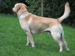 LABRADOR ARGON dit ALF - Labrador Retriever