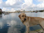 LABRADOR ARGON dit ALF - Labrador Retriever