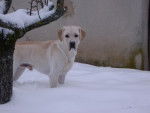 Labrador, Chad - Labrador Retriever
