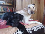 labrador dragonne et baghera - Labrador Retriever