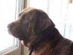 Marius, labrador de 11 ans - Labrador Retriever (11 ans)