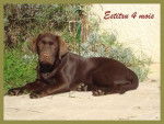 labrador: Estitxu - Labrador Retriever