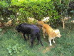 Labrador Juba et Lilly. - Labrador Retriever