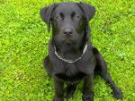 Tara Labrador - Labrador Retriever