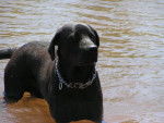 Labrador - Django - Labrador Retriever