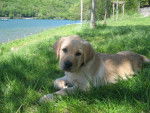 labrador Fidji - Labrador Retriever