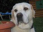 GAVROCHE MON BEAU LABRADOR BLANC - Labrador Retriever