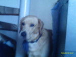 mon chien labradore blond qui s'appelle choco - Labrador Retriever