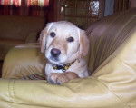 Chynook Labrador a 3 mois - Labrador Retriever (3 mois)