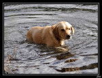 Caïd dans l'eau - Labrador Retriever
