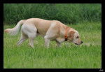 Caïd à l'arrêt - Labrador Retriever