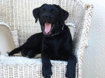 Kayla femelle 6 mois - Labrador Retriever (6 mois)