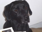 Purdey femelle Labrador noire 9 ans - Labrador Retriever (9 ans)