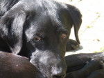 Kelly femelle Labrador noire de 13 ans - Labrador Retriever (13 ans)