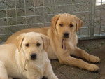 Deux chiots Labradors Sable - Labrador Retriever