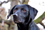 Fig femelle 6 ans - Labrador Retriever (6 ans)