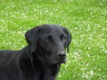 Haimelulu femelle Labrador 4 ans - Labrador Retriever (4 ans)