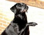 Noumba, belle Labrador noire - Labrador Retriever