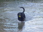 HARLAY ET L EAU - Labrador Retriever