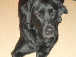 Edurne - Labrador Retriever Femelle (2 ans)