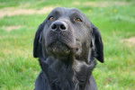 Gatoune - Labrador Retriever Femelle (8 ans)