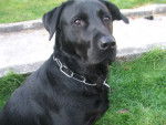 wanda - Labrador Retriever Femelle (6 ans)
