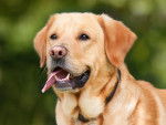 Le Labrador - Labrador Retriever
