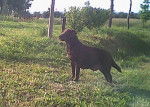 Roxy - Labrador Retriever