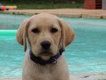 Topaze bébé au bord de la piscine - Labrador Retriever