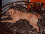 Topaze sur la loveuse - Labrador Retriever