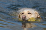 Photo Labrador Retriever
