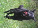 Muri - Labrador Retriever Mâle (2 ans)