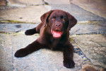 Photo Labrador Retriever