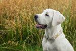 Photo Labrador Retriever
