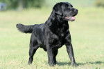 La morphologie d'un Labrador Retriever 
