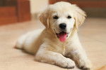 Un chiot Labrador Retriever 