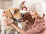 Une femme âgée et son Labrador se regardant dans les yeux