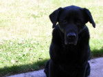 Nadie - Labrador Retriever Femelle (14 ans)