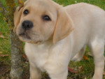 Chiot labrador - Labrador Retriever Femelle (6 mois)