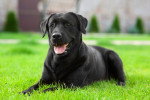 Photo Labrador Retriever Femelle
